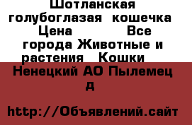 Шотланская голубоглазая  кошечка › Цена ­ 5 000 - Все города Животные и растения » Кошки   . Ненецкий АО,Пылемец д.